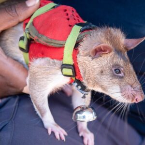 Apopo saves life