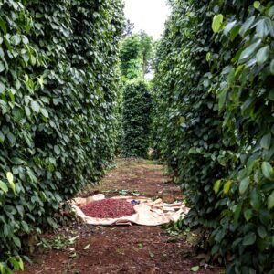 Private Taxi  Kampot To Phnom Penh