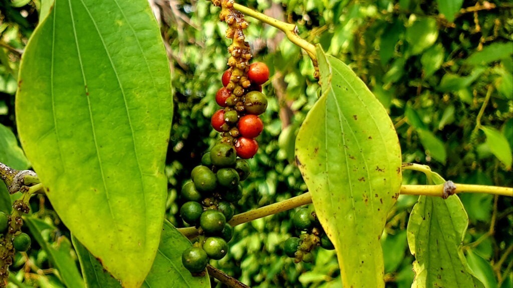 Red peppercorns beginning to mature before harvest at La Plantation.