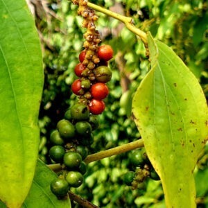 Phnom Penh to Kampot Crab Market & Pepper Farm Tour Return